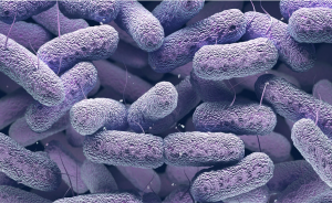 Imagen de un microbioma del proyecto DATAMICROCCR